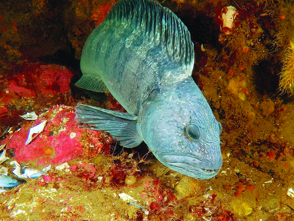 Atlantic wolffish (anarhichas lupus), white sea, karelia, russia