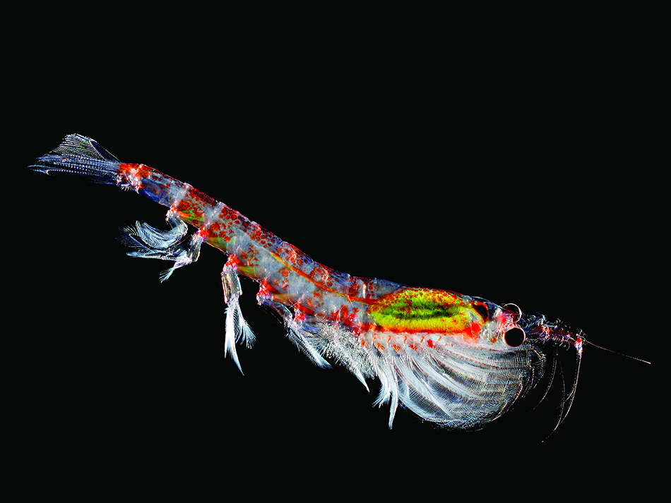 Antarktischer krill (euphausia superba), in der antarktis | antarctic krill (euphausia superba) in the antarctic