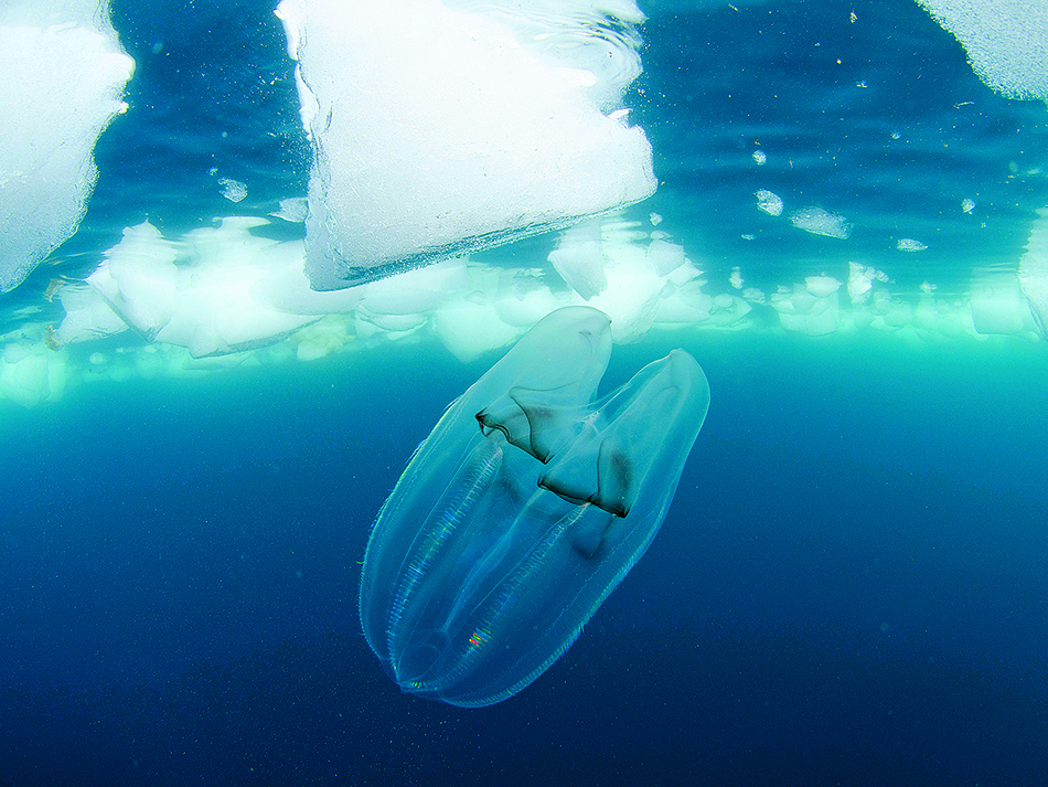 A ctenophore comb jelly in antarctica