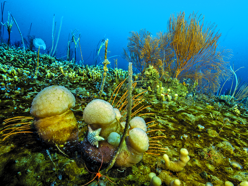Plongez n56 biodiversite image 8