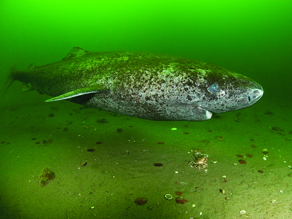 Greenland shark or greenland sleeper shark, somniosus microcephalus, st. lawrence river estuary, canada (this shark was wild & unrestrained)