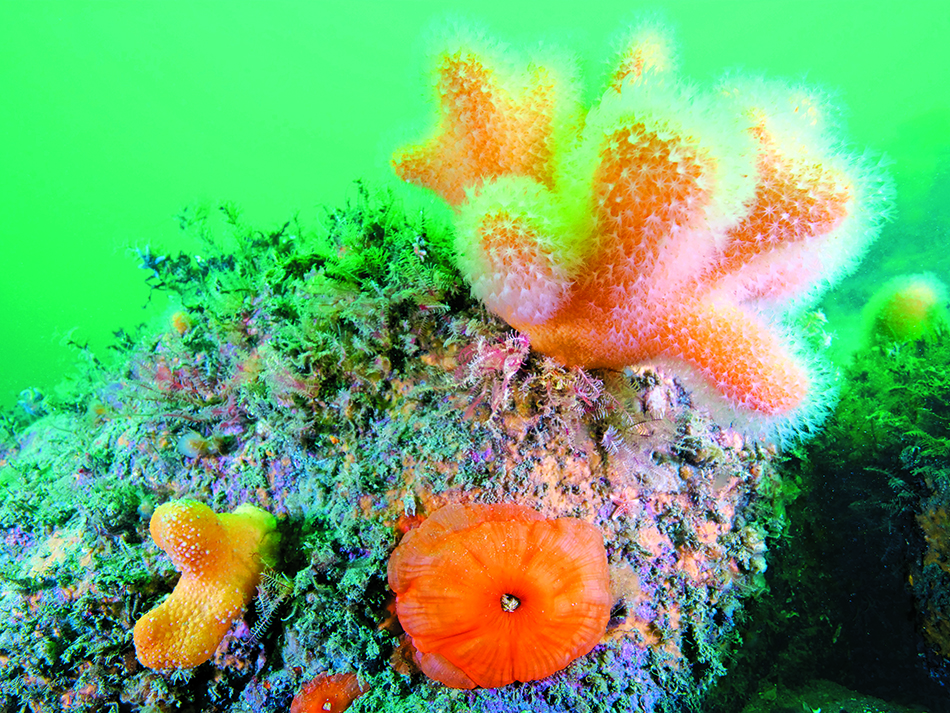 Ria d'etel, alcyon atlantique commun ou doigts de mort (alcyonium digitatum)