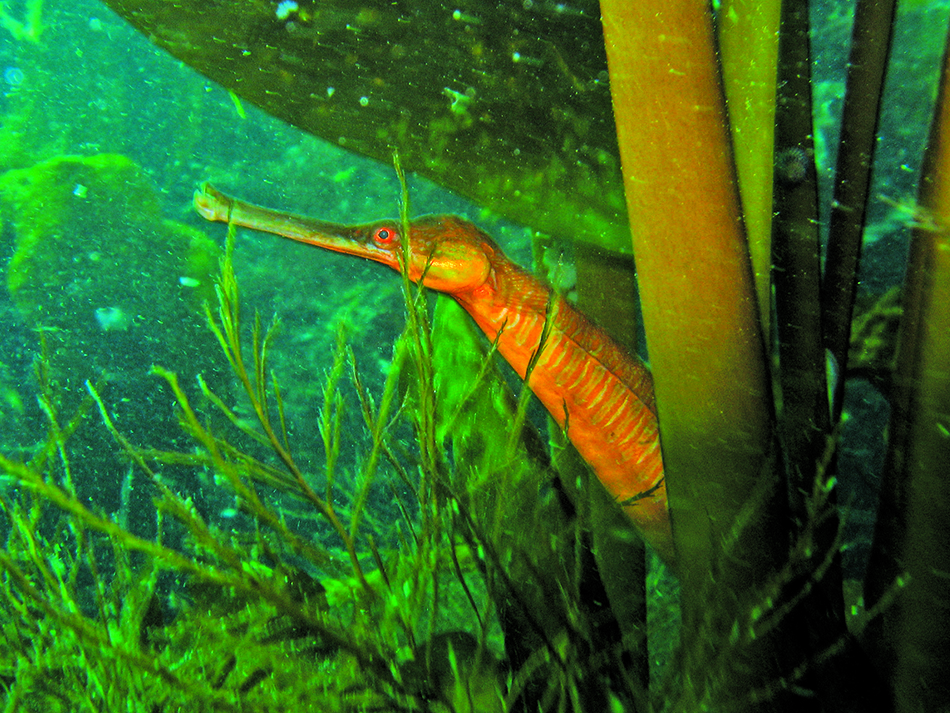 Plongez n56 dossier image 15