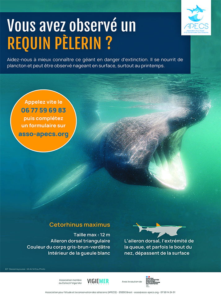 Affiche requin pelerin mmn atl apecs 2024 1