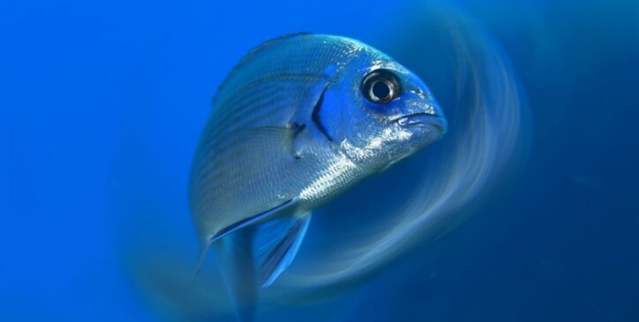 Poisson coloré évoluant dans un environnement marin vibrant et apaisant. Faune sous-marine fascinante.