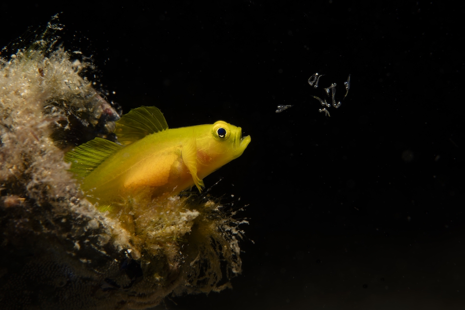 (c) takumi oyama gagnant wildlife