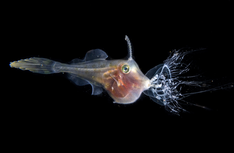© jialing cai female fifty fathoms award 2025 (5)