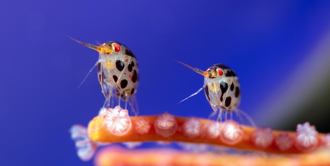 © yury ivanov the ocean photographer of the year 2025 bandeau