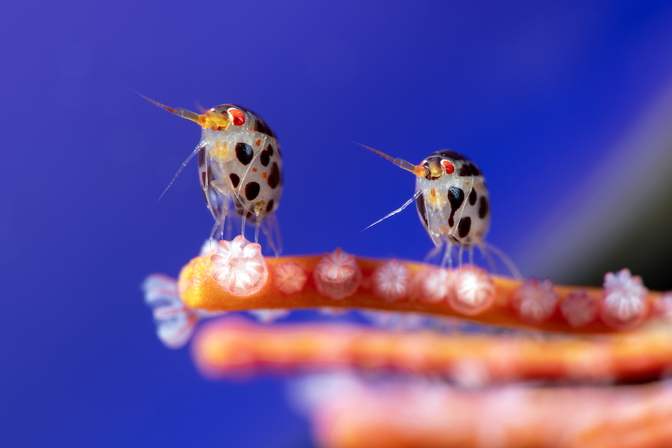© yury ivanov the ocean photographer of the year 2025 overall winner