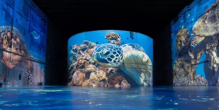 Expérience immersive sous-marine avec tortues et coraux dans un environnement lumineux.