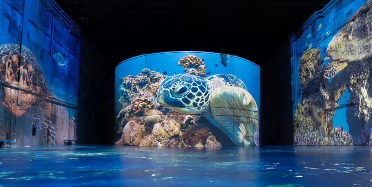 Expérience immersive sous-marine avec tortues et coraux dans un environnement lumineux.