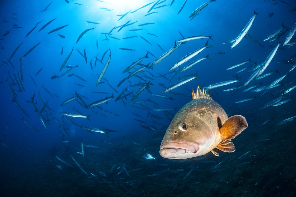 ARGENT Méditerranée Clément Leca