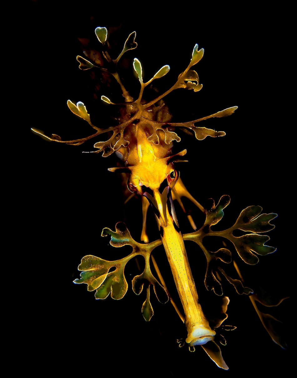 ARGENT Macro Amateur David Baxter