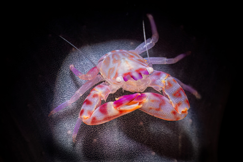 ARGENT Macro Expert Massimo Giorgetta