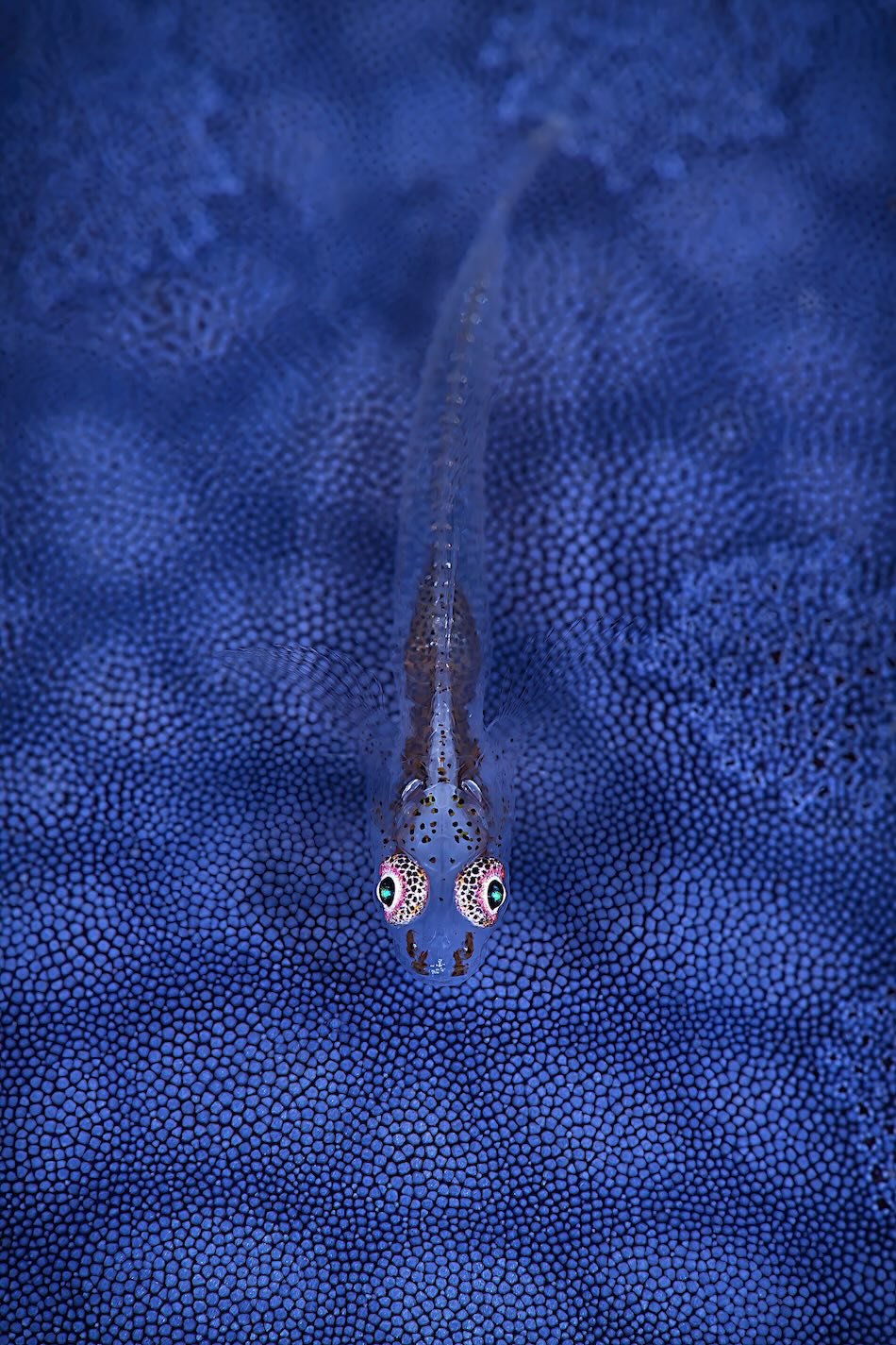 OR Macro Expert Stefano Scortegagna