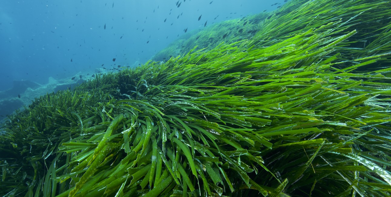 Végétation marine luxuriante sous-marine, habitat essentiel pour la biodiversité océanique.