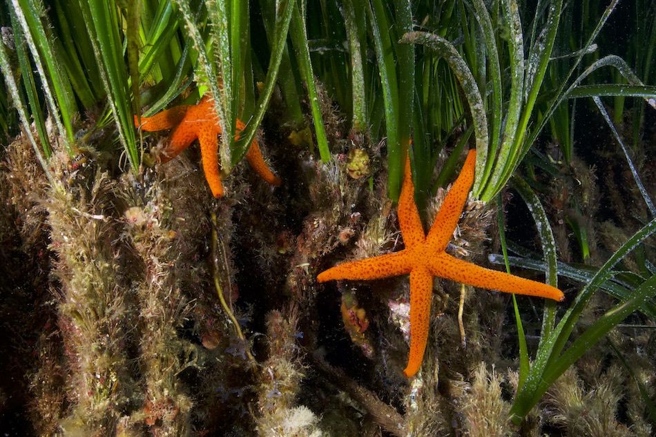 Étoile de mer orange parmi les herbes marines, symbole de la biodiversité sous-marine.