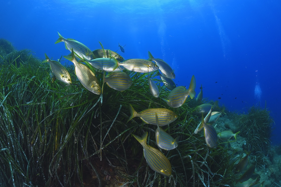 École de poissons évoluant dans les herbiers marins d'un océan cristallin.