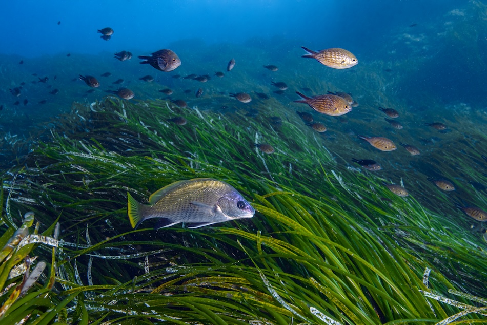 Écosystème sous-marin vibrant avec poissons et herbiers marins. Beauté naturelle de l'océan.