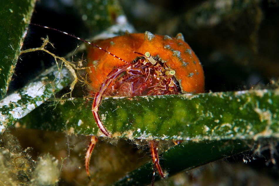Crevette orange se camouflant parmi les algues sous-marines, révélant la biodiversité marine.