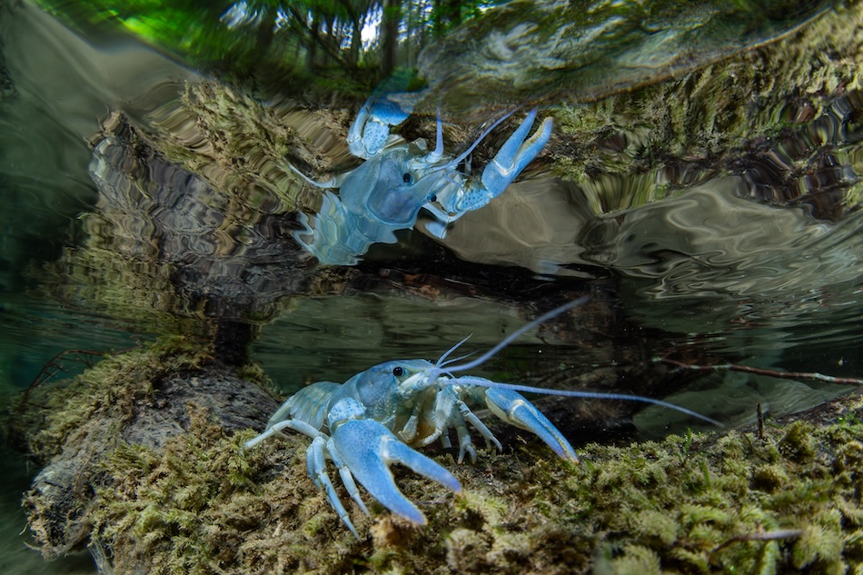 Deux écrevisses bleues évoluant dans un habitat aquatique riche en végétation sous-marine.