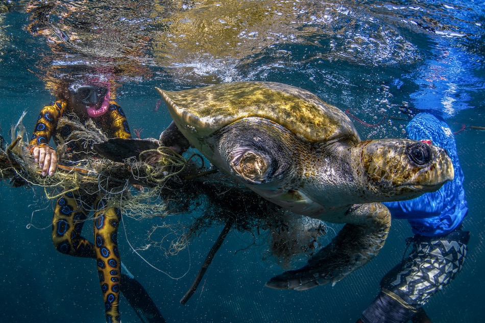 Une tortue nage parmi des plongeurs qui nettoient les débris marins sous l'eau.