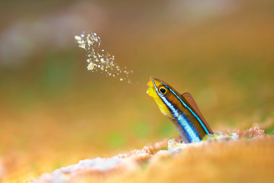 Un poisson coloré émerge d'un corail tout en projetant des particules dans l'eau.