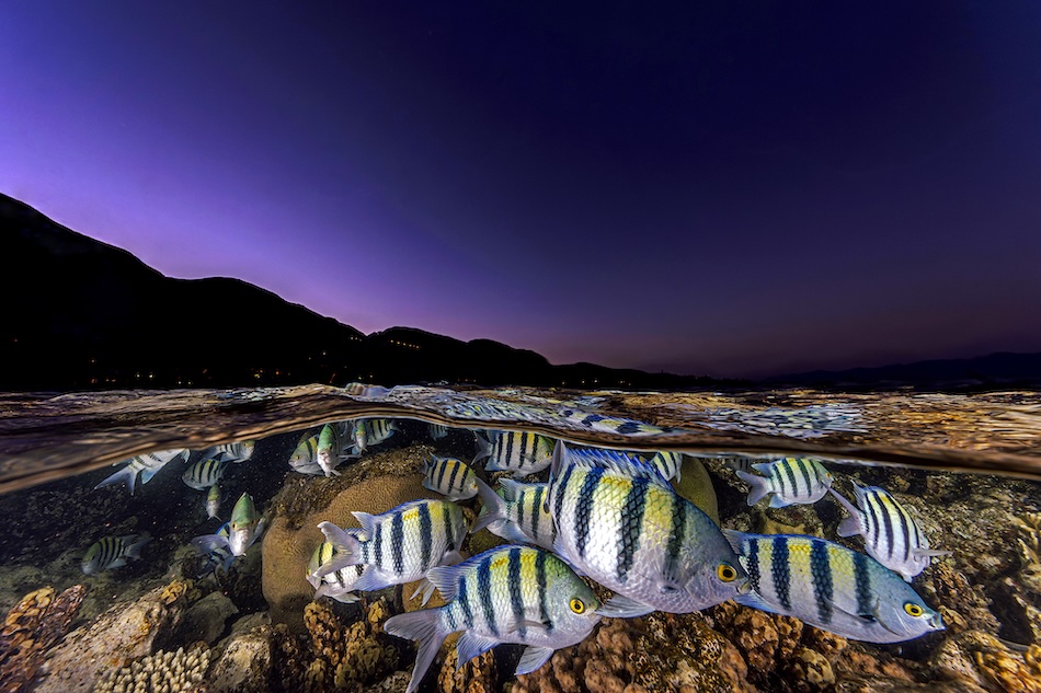 Un banc de poissons colorés évolue au-dessus des coraux, mettant en valeur la beauté sous-marine.