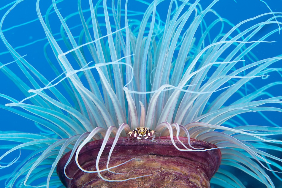 Une anémone colorée abrite un poisson clown, illustrant la biodiversité fascinante des récifs coralliens.