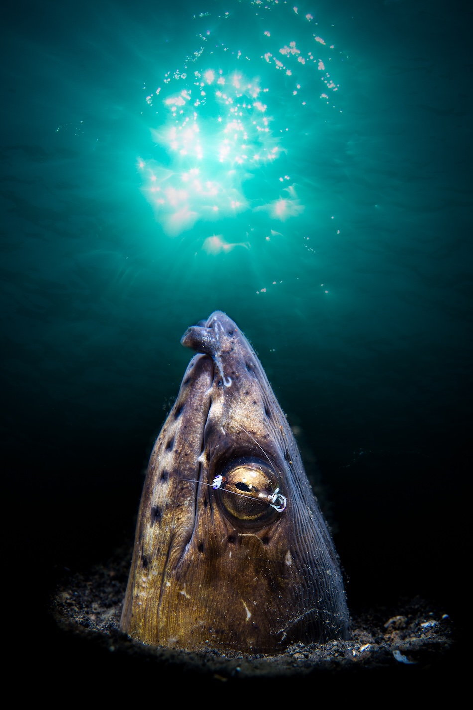 Un poisson curieux émerge des profondeurs, illuminé par la lumière filtrée de la surface.