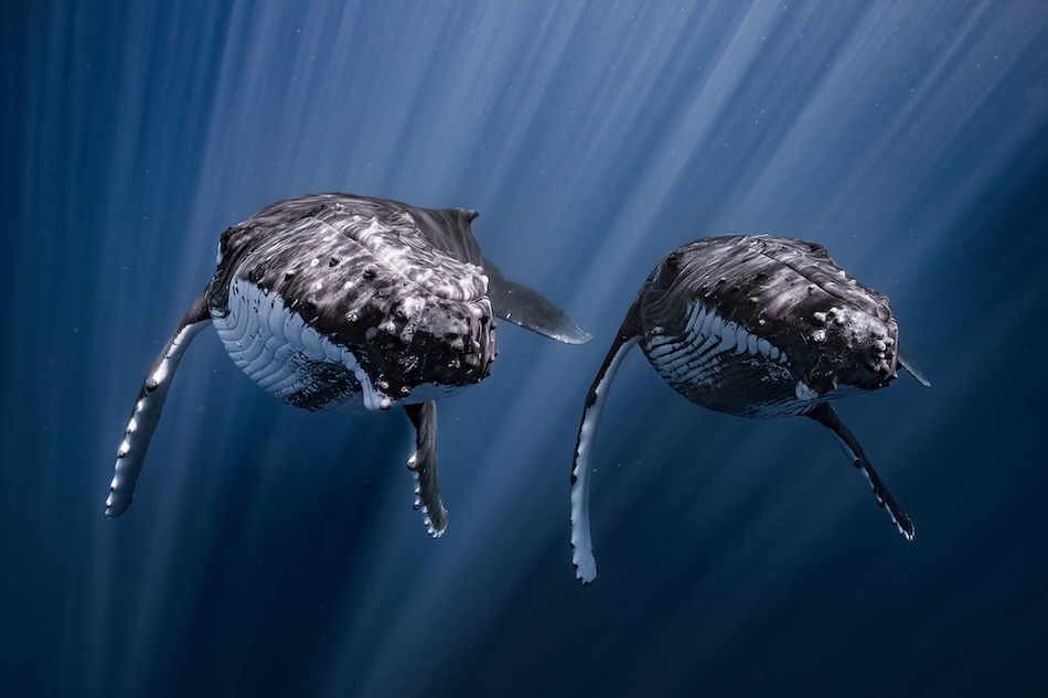 Deux baleines à bosse majestueuses nagent gracieusement dans les profondeurs marines, illustrant la beauté du monde sous-marin.