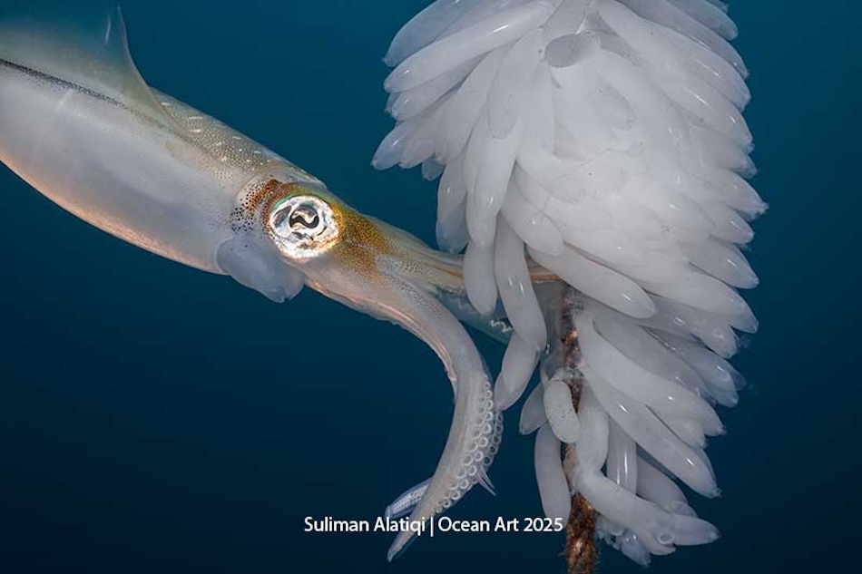 Un calmar majestueux nage parmi des œufs translucides dans un monde sous-marin fascinant.