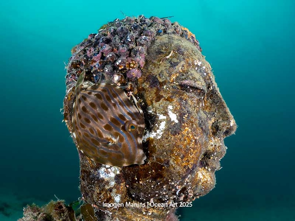 Une sculpture sous-marine fascinante, colonisée par des coraux et accompagnée d'un poisson.