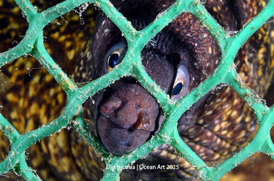 Une murène curieuse observe à travers un filet sous-marin, révélant la beauté de la vie marine.