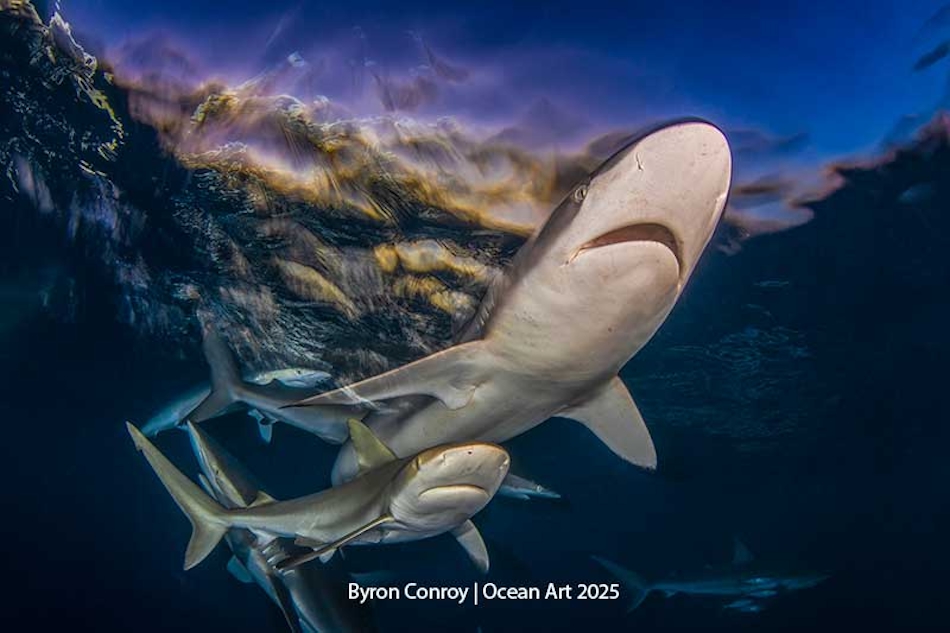 Un groupe de requins nage dans les eaux cristallines, illustrant la beauté du monde sous-marin.