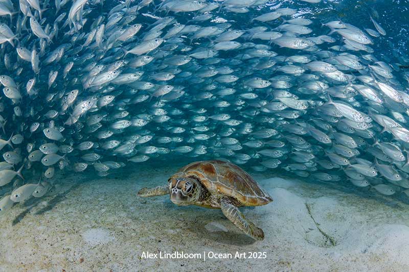 Une tortue marine évolue paisiblement parmi un banc de poissons scintillants dans un paysage sous-marin vibrant.