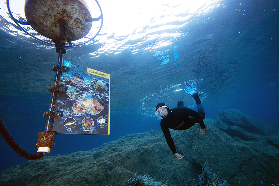 Un plongeur explore les fonds marins, observant la faune sous-marine et un panneau d'information.