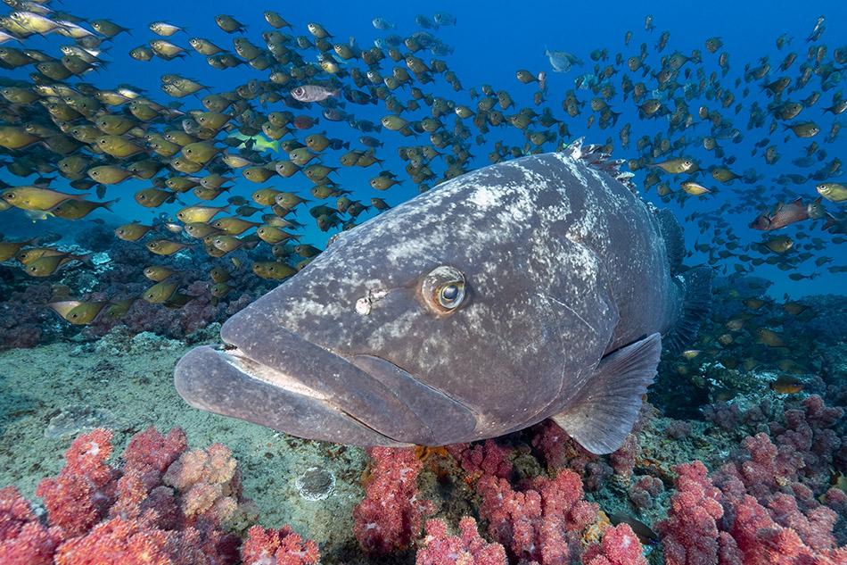 A majestic reef fish swims among a school of colorful fish and vibrant corals.