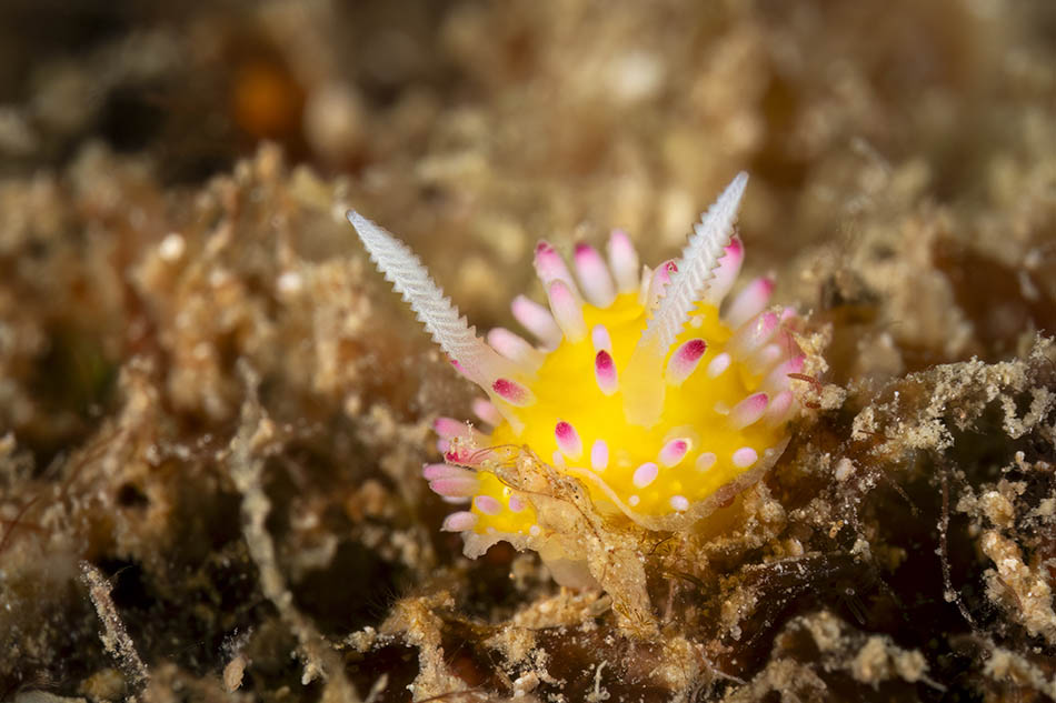 A fascinating yellow nudibranch with pink details, emblematic of marine biodiversity.