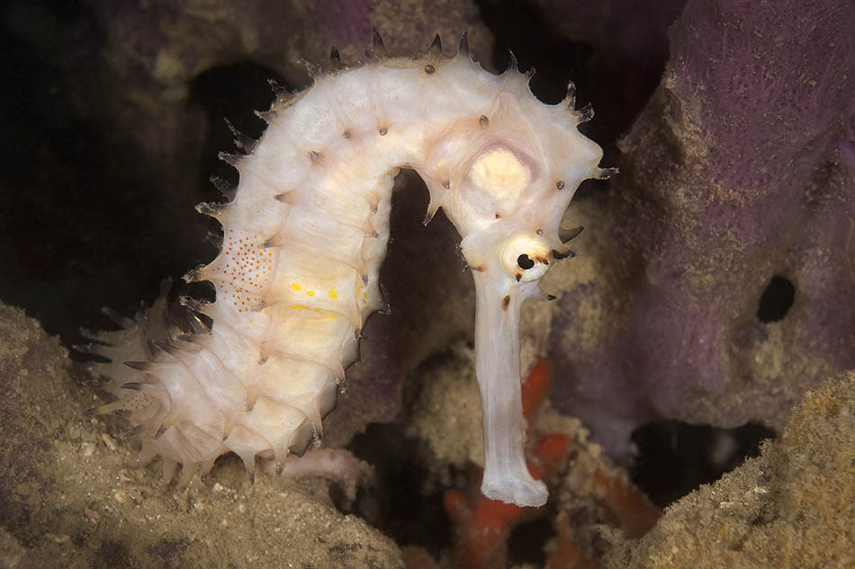 A seahorse camouflages among colorful corals, symbolizing marine biodiversity.
