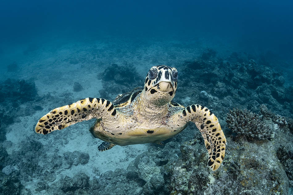 A sea turtle swims gracefully above a coral reef vibrant with marine life.