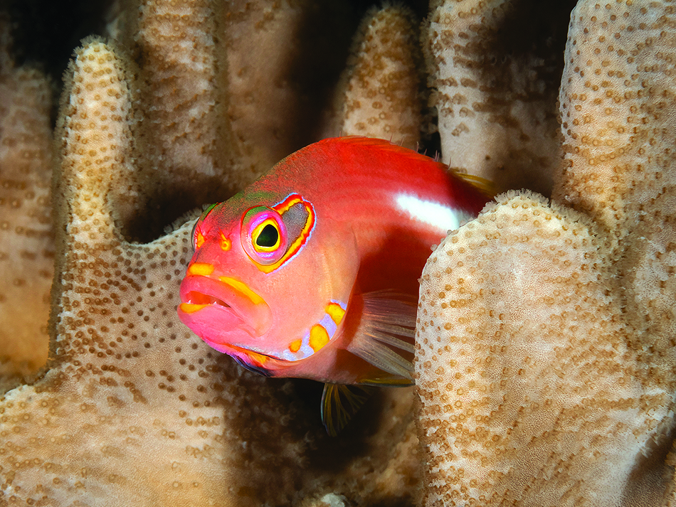 A colorful fish hides among the corals, illustrating the richness of marine biodiversity.