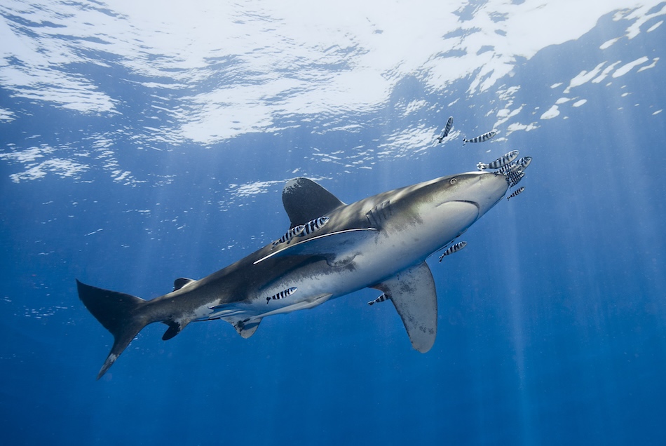 Un requin majestueux nage dans des eaux cristallines, accompagné de poissons colorés, illustrant la beauté du monde sous-marin.