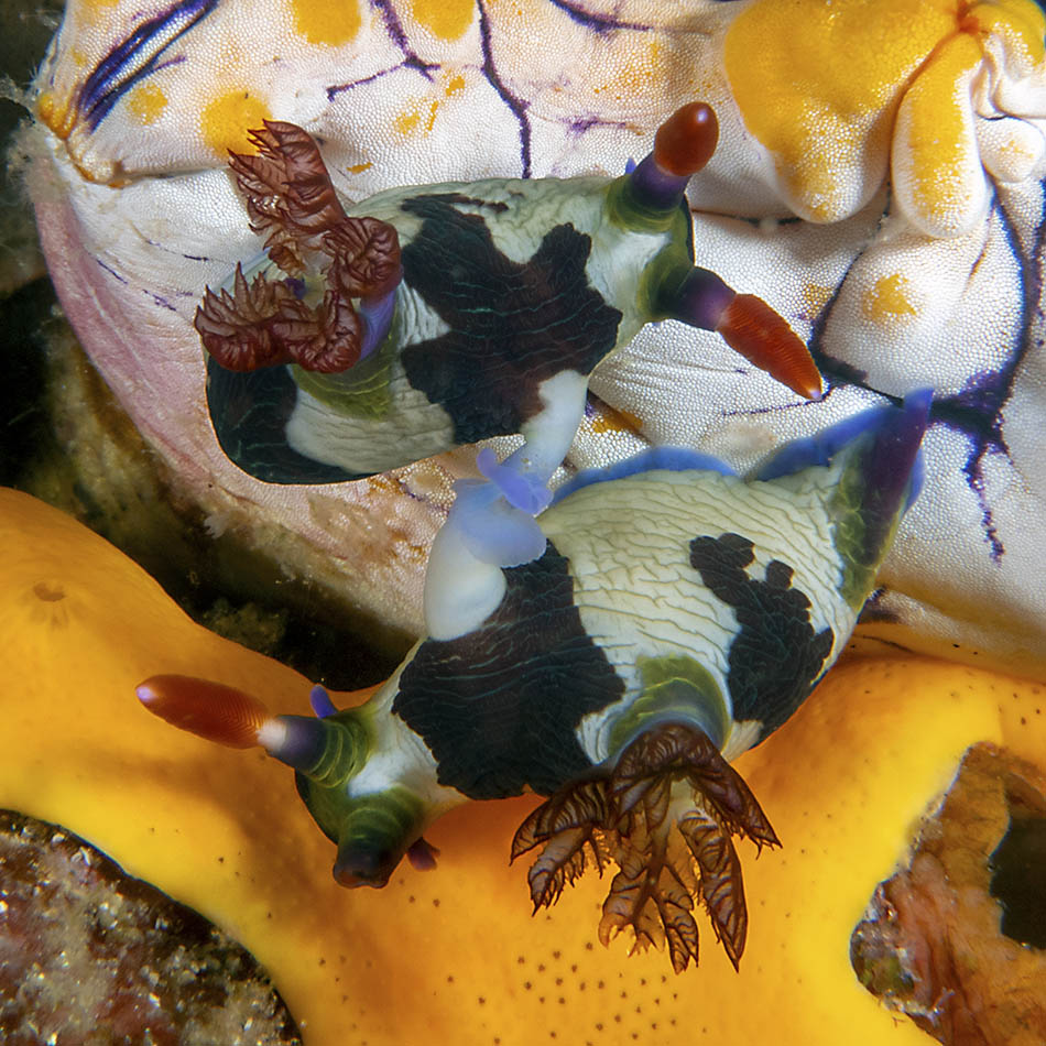 Des nudibranches colorés évoluent sur un fond sous-marin riche et vibrant.