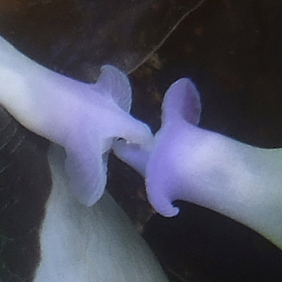 Deux nudibranches aux couleurs délicates se rencontrent dans un environnement sous-marin vibrant.