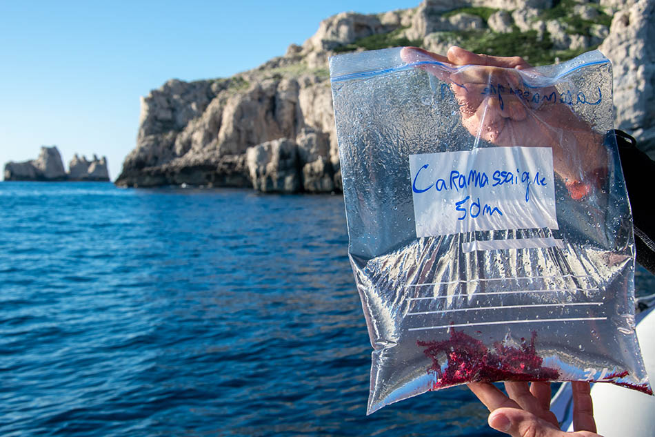 Un plongeur examine un échantillon de vie marine dans une pochette transparente en pleine mer.