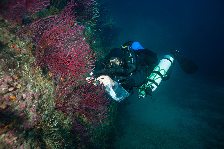 Plongeur explorant un récif corallien vibrant, capturant la beauté de la vie sous-marine.