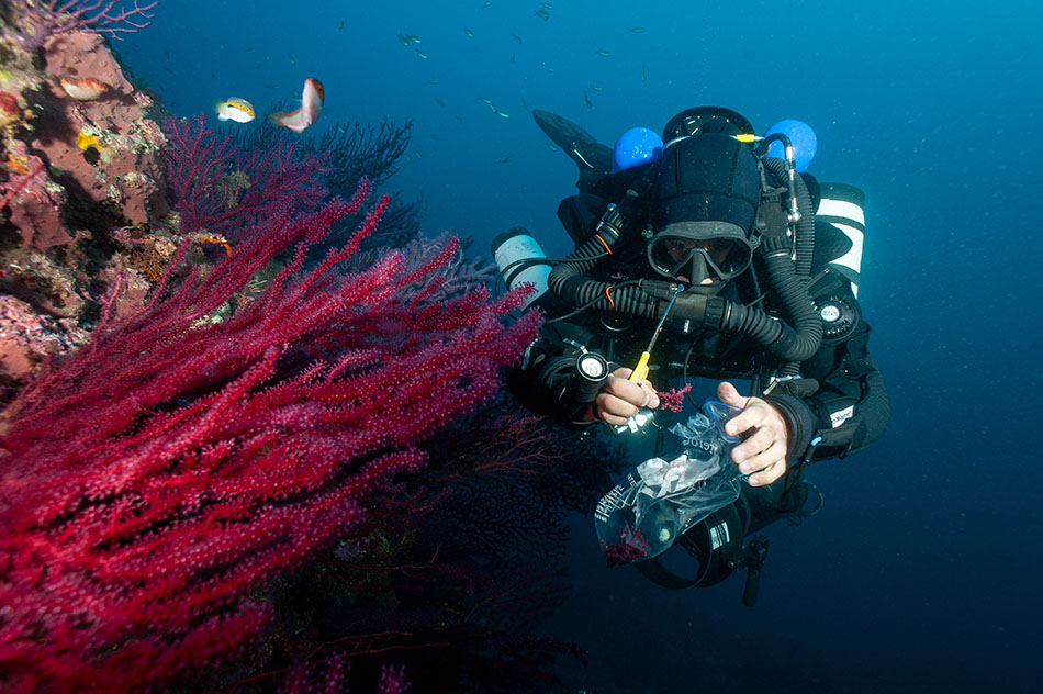 Un plongeur explore un récif corallien vibrant, captivé par la biodiversité sous-marine.