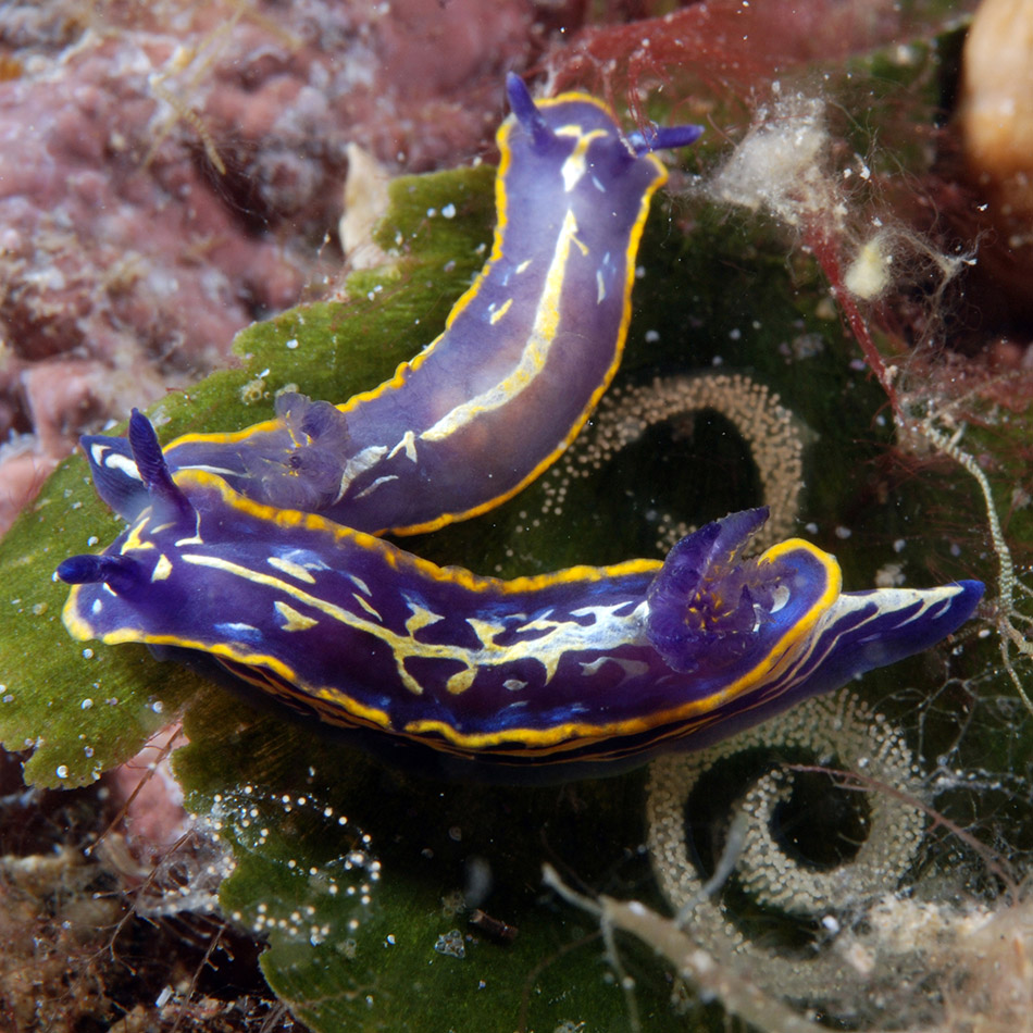Deux nudibranches colorés se déplacent sur une algue, illustrant la biodiversité sous-marine.