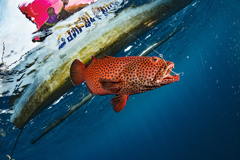 Un poisson coloré est attiré par un hameçon sous l'eau, illustrant la vie marine dynamique.